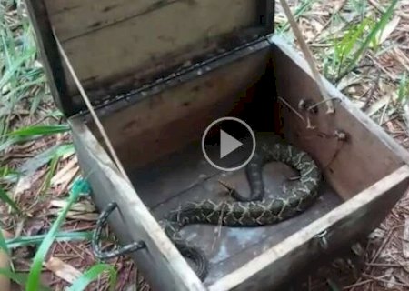 Cascavel de 1,5 metros &eacute; capturada pela PMA em ch&aacute;cara na Capital