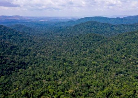 Multas por desmatamento na Amazônia aumentam 219% no 1&ordm; trimestre
