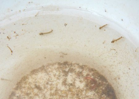 Mato Grosso do Sul registra quatro novas mortes por dengue em uma semana