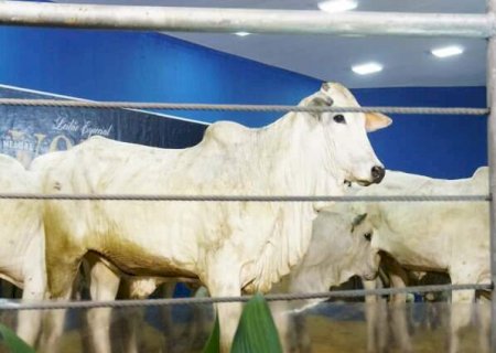 Primeira semana de leil&otilde;es da Expogrande fecha com faturamento de R$ 4,6 milh&otilde;es