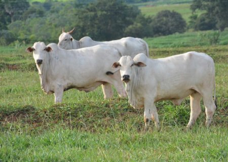 Publicada portaria que proíbe o uso de vacinas contra a febre aftosa em Mato Grosso do Sul