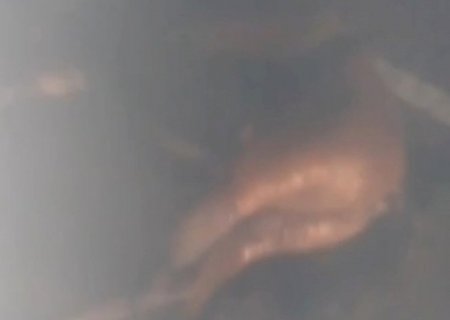 VÍDEO: cavalo morre atropelado e fica no meio da pista na BR-262 em Campo Grande