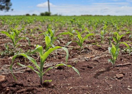 Ano de seca extrema derruba em 23% valor da produção agropecuária de MS