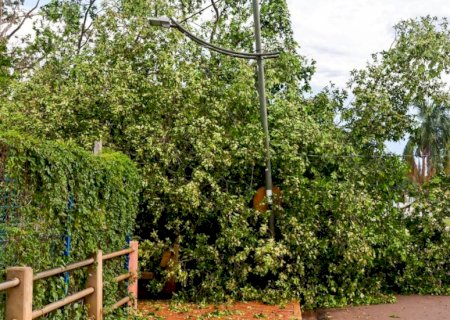 Temporal derruba árvore de grande porte no Lago do Amor em Campo Grande