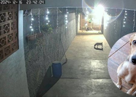 Família encontra cadelinha que sumiu no bairro Marcos Roberto: ‘feliz e bagunceira’