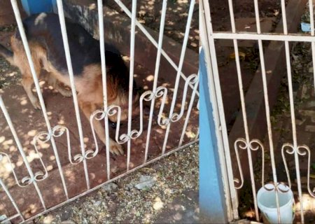 Vizinho denuncia abandono de animais após mudança de moradores no Octavio Pécora