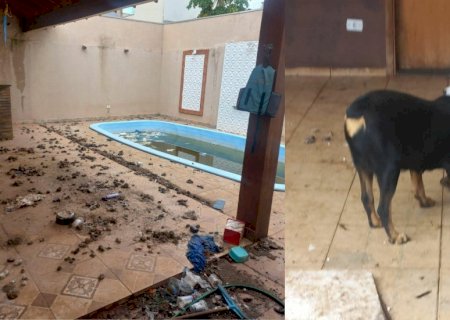 Deixados em casa abandonada no Rita Vieira, cachorros são alimentados por vizinhos
