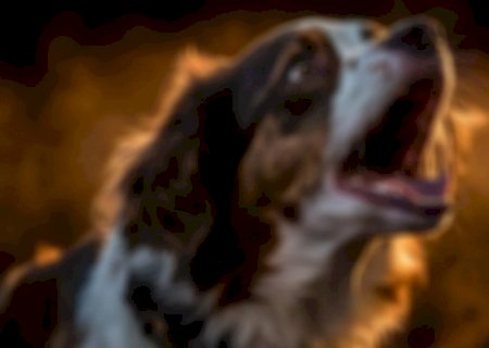 Latidos de cachorro alertam família que encontra motorista morto no banheiro