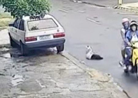 VÍDEO: cachorro é abandonado ao ser jogado de moto em movimento