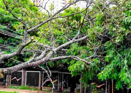 Árvore cai sobre fiação durante chuva e deixa região do Chácara Cachoeira sem energia