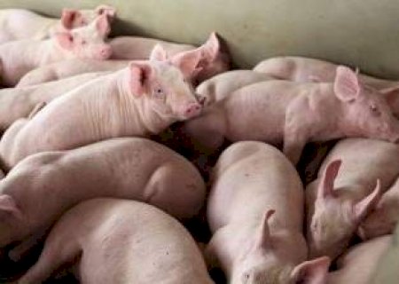 Na véspera de Natal, mulher tem porco furtado de sua propriedade rural no interior de MS