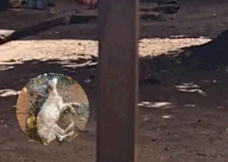 Cachorro é abandonado agonizando em meio a chuva em Bataguassu
