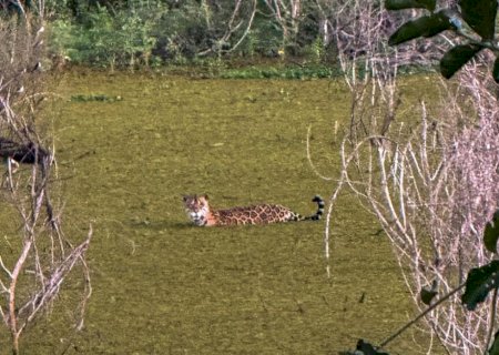 VÍDEO: Turistas holandeses flagram onça no Pantanal e comemoram com brinde de champagne