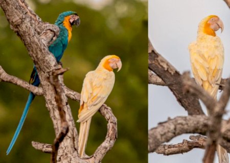 Fotógrafo capta imagens de arara-canindé com lutinismo em paisagem do cerrado