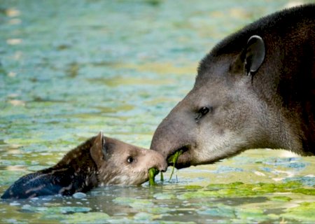 Você sabia? Antas são conhecidas como jardineiras das florestas e do Pantanal