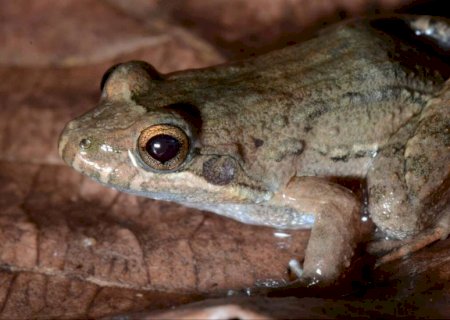 Mudanças climáticas sem precedentes podem causar extinção de anfíbios no Pantanal