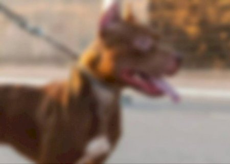 VÍDEO: câmeras flagram momento em que pitbull ataca pedestre no Jardim Columbia