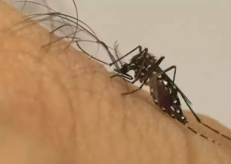 Vacinação em massa contra dengue não ocorrerá em 2025