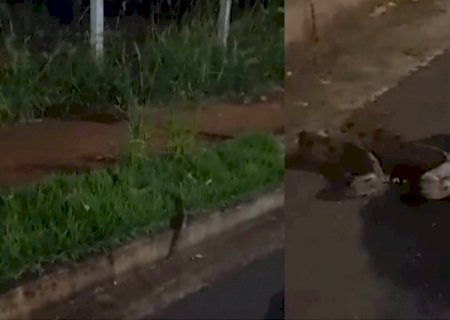 VÍDEO: Moradores dão ‘ajudinha’ e evitam atropelamento de jiboia no Seminário