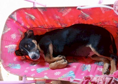 Tutora do Jardim Itamaracá, em Campo Grande, procura por cachorro