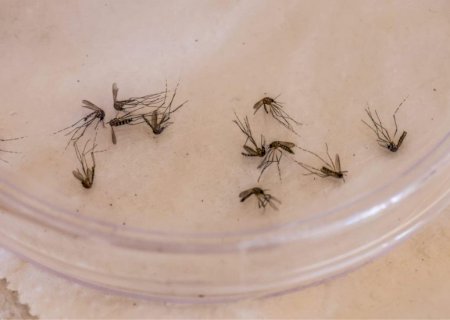 Dengue tipo 3 volta a circular após 15 anos e MS tem 24 casos confirmados em 2025
