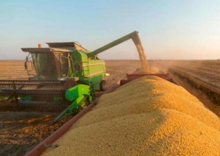 Segunda maior cidade produtora de soja de MS estuda decretar situação de emergência devido à estiagem