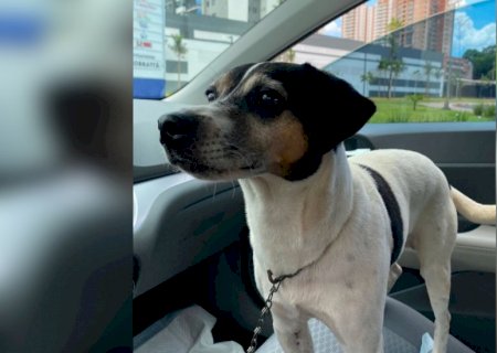 Moradora faz apelo para encontrar dono de cão perdido durante queima de fogos de Ano Novo