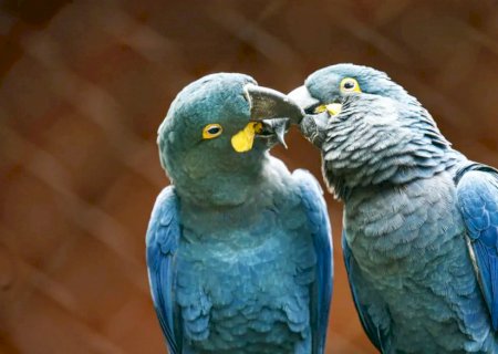 Ameaçada de extinção, mais uma arara-azul-de-lear nasce no Brasil