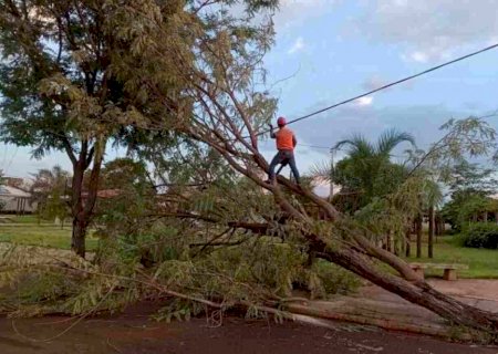 Chuva com ventos fortes derruba árvores e causa estragos em Dourados