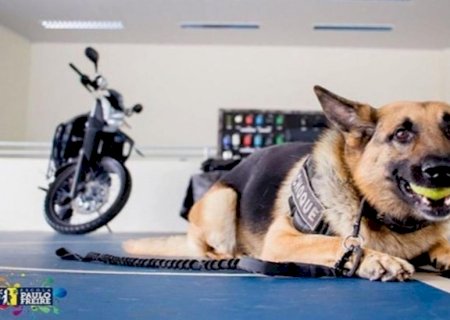 Morre Lion, primeiro K9 do Batalhão de Choque que atuou por 7 anos na corporação