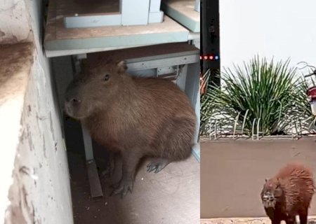 Capivara aparece em agência bancária de Terenos e cena surpreende funcionários