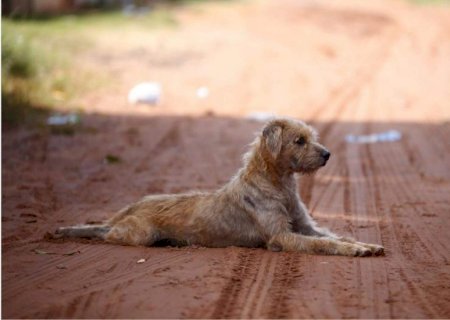 Protetores independentes de animais lamentam burocracia para castração em CCZ de Campo Grande