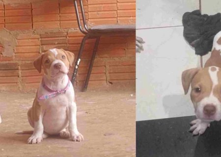 Viu a Kiara? Família procura por filhote de Pitbull que sumiu no Paulo Coelho Machado
