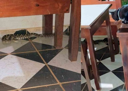 ‘Visita’ inesperada, cascavel assusta moradora em Campo Grande