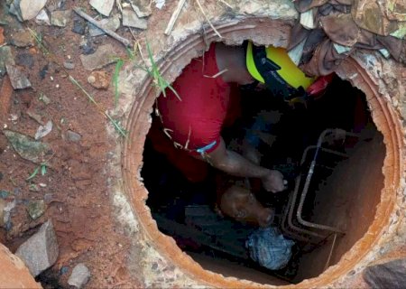 Cachorro é resgatado de tubulação da MS-340 de Ribas do Rio Pardo