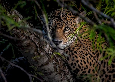 PL que restringe comércio de animais silvestres pode fortalecer a preservação da fauna do Pantanal
