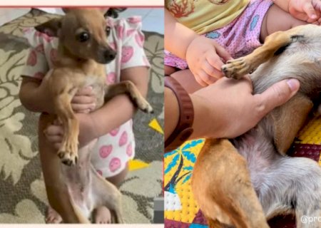 VÍDEO: Pinscher do prefeito de Anaurilândia é furtada e família apela por devolução