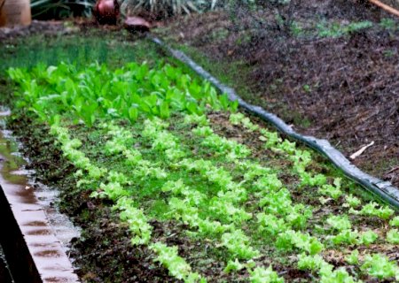 Hortaliças cultivadas por detentos alimentam famílias no Aero Rancho