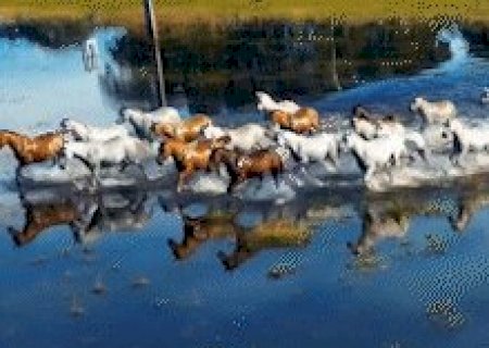 V&iacute;deo de cavalos no Pantanal impressiona e parece cena de cinema real