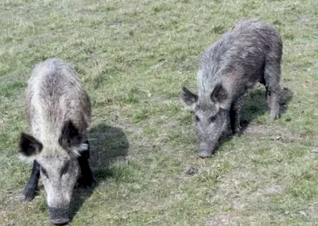 Pesquisa nacional quer mapear a presen&ccedil;a de javalis no campo