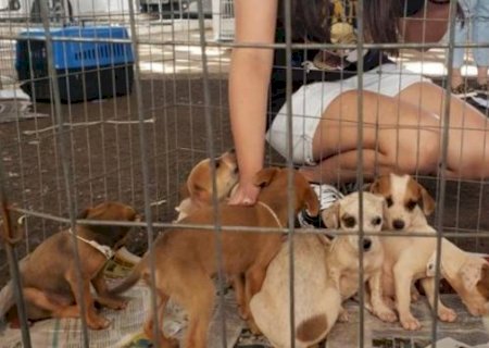 Feira de ado&ccedil;&atilde;o de c&atilde;es resgatados acontece neste domingo