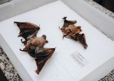 Campo Grande confirma dois novos casos de raiva em morcegos