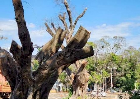 Duas figueiras centen&aacute;rias da Mato Grosso s&atilde;o removidas ap&oacute;s avalia&ccedil;&atilde;o t&eacute;cnica