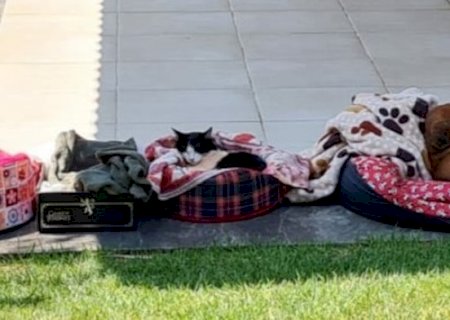 Rapaz que espancou gata at&eacute; a morte &eacute; condenado a 2 anos de pris&atilde;o