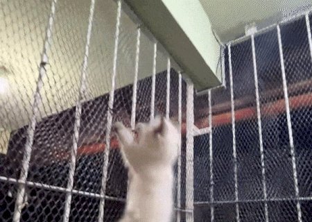 Seu gato vira um furac&atilde;o de madrugada? N&atilde;o &eacute; por acaso