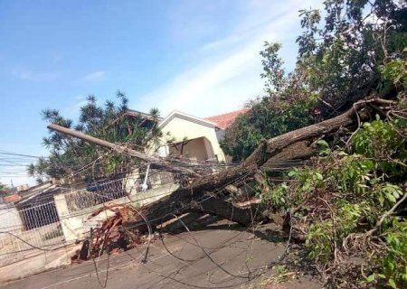 Ap&oacute;s temporal, Defesa Civil j&aacute; fez mais de 30 desobstru&ccedil;&otilde;es de ruas na Capital