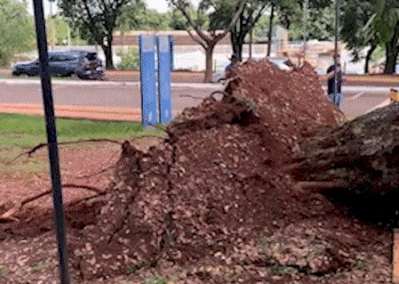 Ingazeiro cai na UFMS e atinge 4 carros no estacionamento