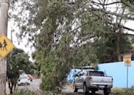 &Aacute;rvore de 10 metros cai e fica pendurada sobre muro de escola na Vila Planalto