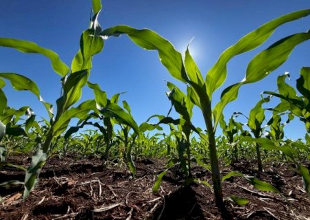 Fertilizantes sobem at&eacute; 39% e MS importa 23 mil toneladas no trimestre