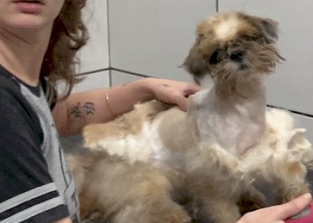 Exagero na tosa pode prejudicar a pele e a sa&uacute;de do seu cachorro